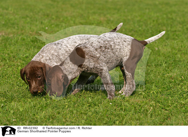 German Shorthaired Pointer Puppies / RR-02392