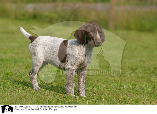 German Shorthaired Pointer Puppy / RR-02393