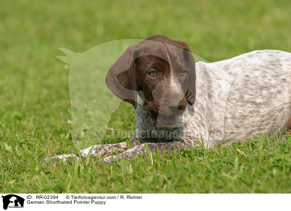 German Shorthaired Pointer Puppy / RR-02394
