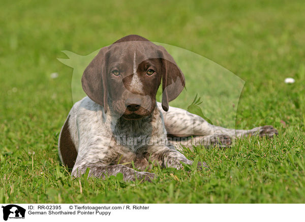 German Shorthaired Pointer Puppy / RR-02395