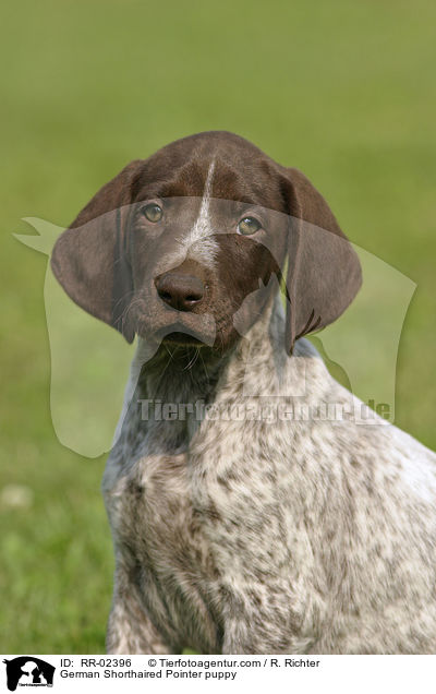 German Shorthaired Pointer puppy / RR-02396