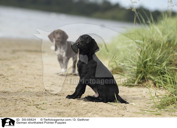 German shorthaired Pointer Puppies / DG-08824
