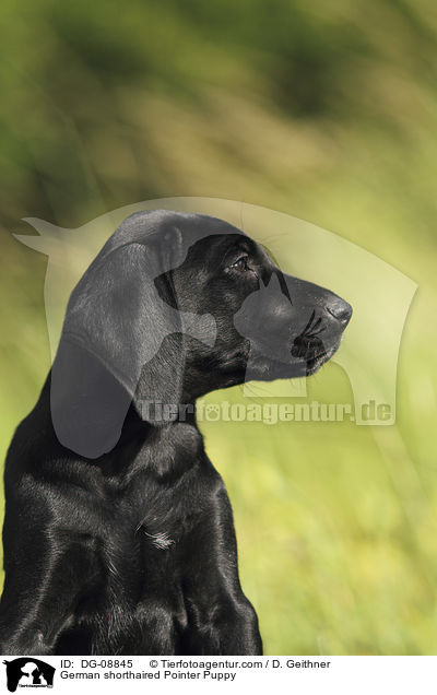 German shorthaired Pointer Puppy / DG-08845