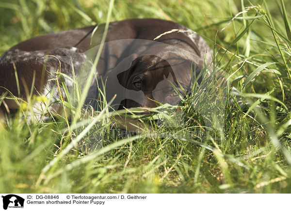 German shorthaired Pointer Puppy / DG-08846