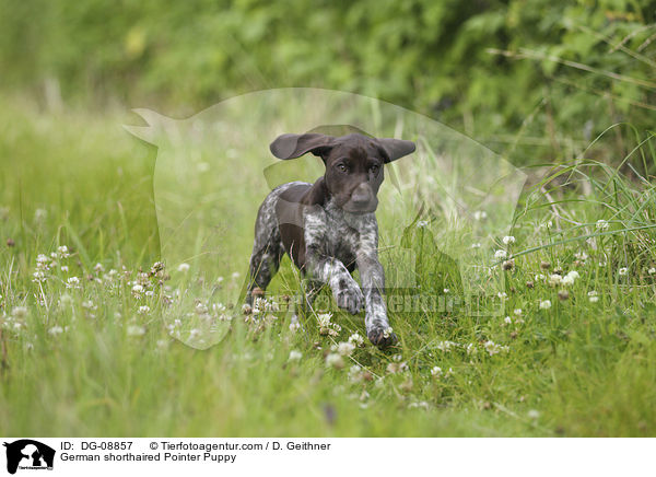German shorthaired Pointer Puppy / DG-08857
