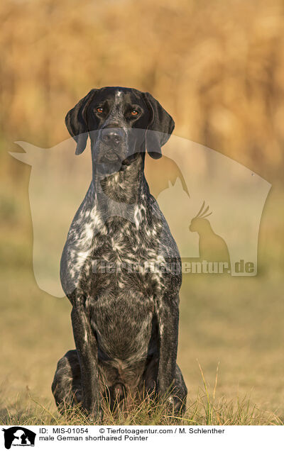 male German shorthaired Pointer / MIS-01054