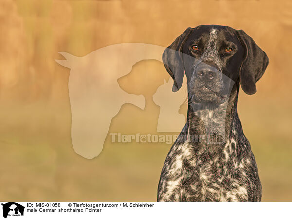 male German shorthaired Pointer / MIS-01058