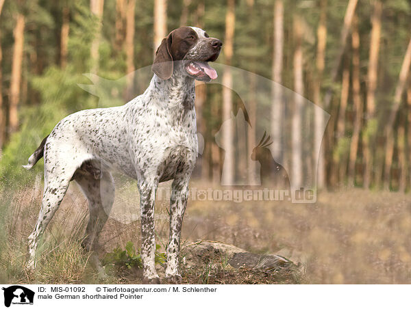 male German shorthaired Pointer / MIS-01092