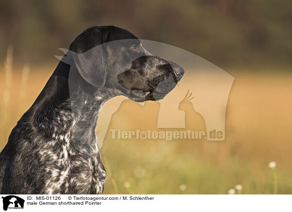 male German shorthaired Pointer / MIS-01126