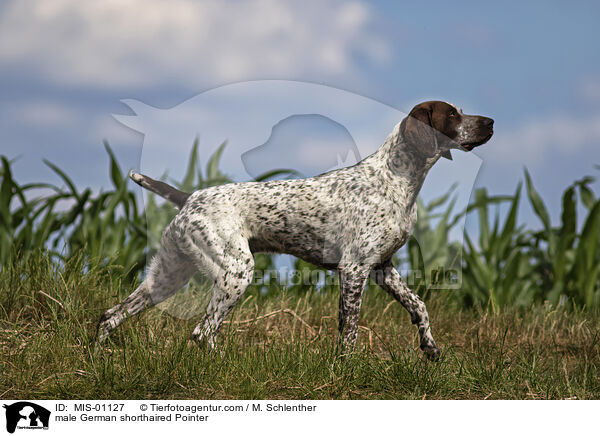 male German shorthaired Pointer / MIS-01127