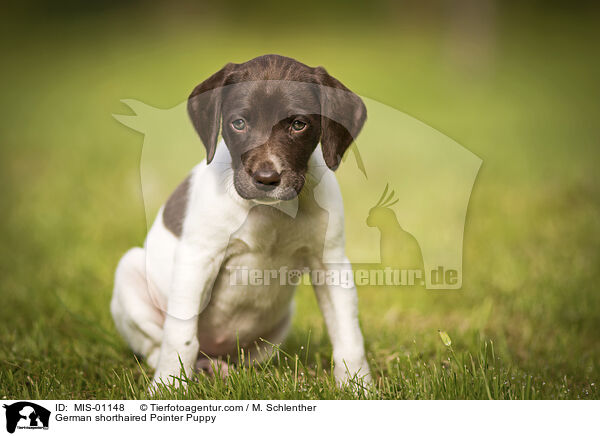 German shorthaired Pointer Puppy / MIS-01148