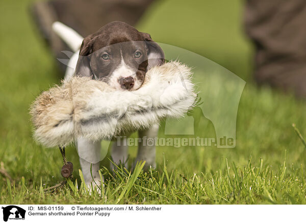 German shorthaired Pointer Puppy / MIS-01159