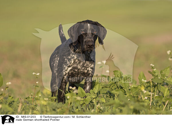 male German shorthaired Pointer / MIS-01203