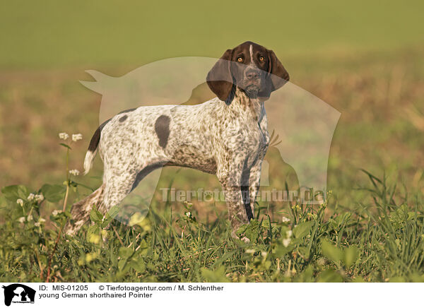 young German shorthaired Pointer / MIS-01205
