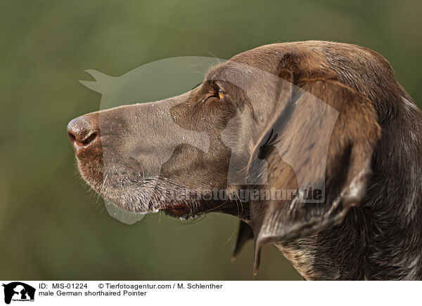 male German shorthaired Pointer / MIS-01224