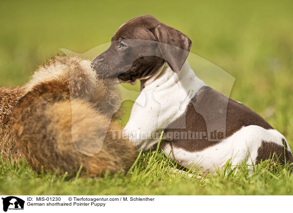 German shorthaired Pointer Puppy / MIS-01230