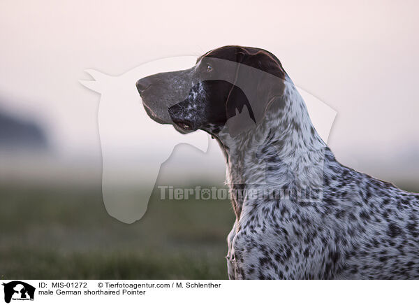 male German shorthaired Pointer / MIS-01272