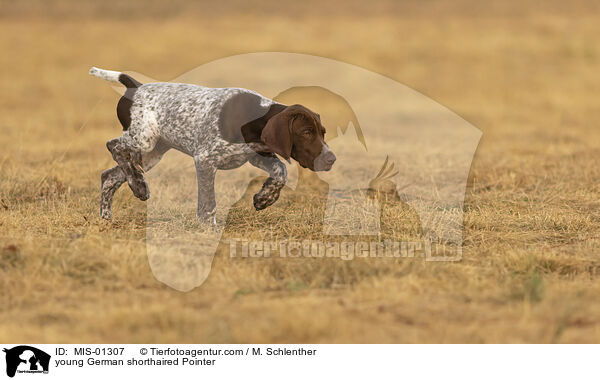 young German shorthaired Pointer / MIS-01307