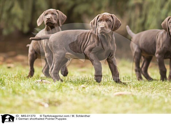 3 German shorthaired Pointer Puppies / MIS-01370