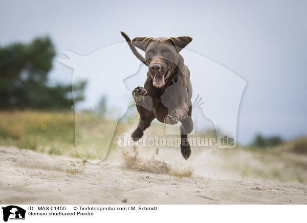 German shorthaired Pointer / MAS-01450