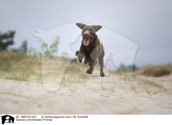 German shorthaired Pointer / MAS-01451