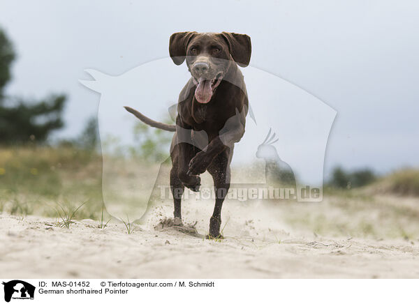German shorthaired Pointer / MAS-01452