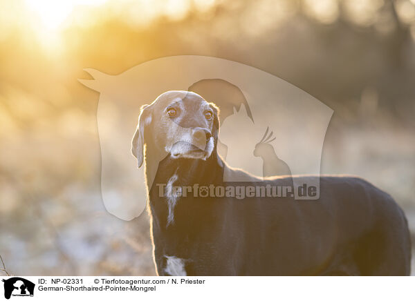 German-Shorthaired-Pointer-Mongrel / NP-02331