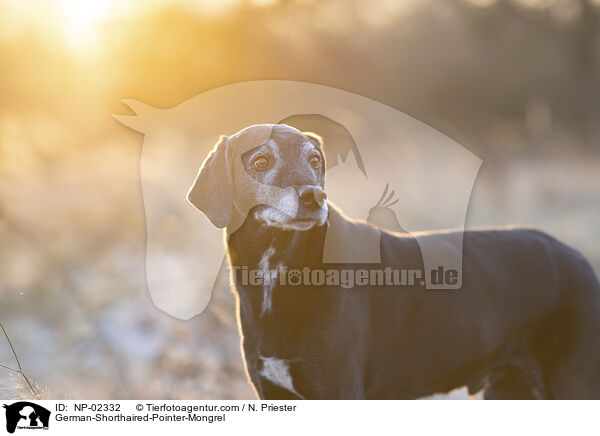 German-Shorthaired-Pointer-Mongrel / NP-02332