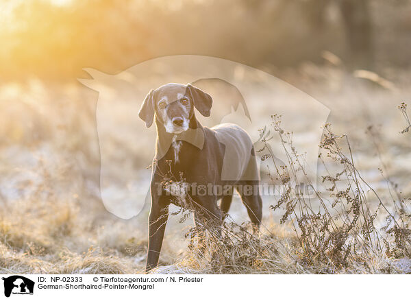 German-Shorthaired-Pointer-Mongrel / NP-02333