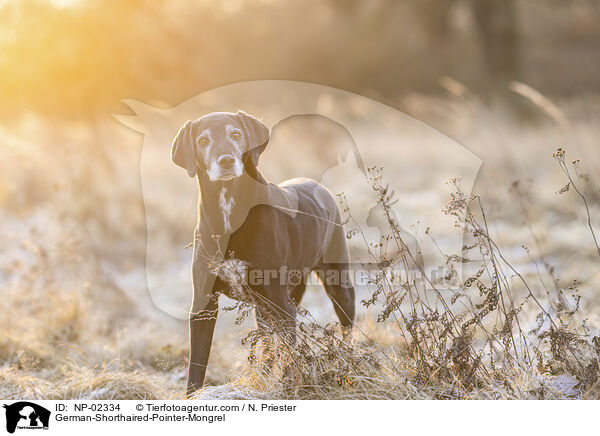 German-Shorthaired-Pointer-Mongrel / NP-02334