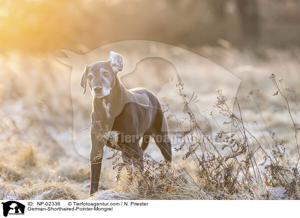 German-Shorthaired-Pointer-Mongrel / NP-02336