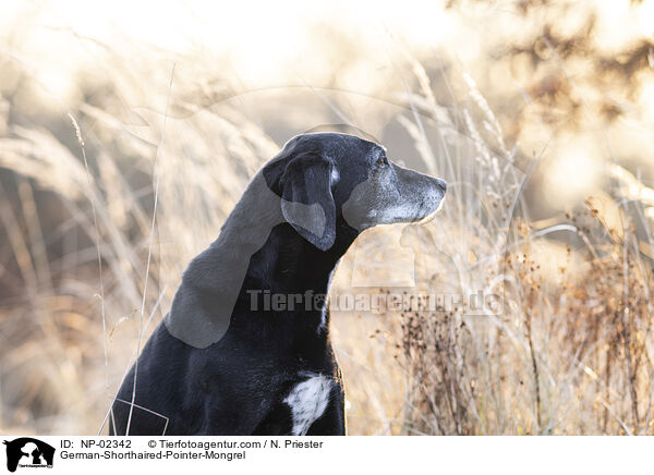 German-Shorthaired-Pointer-Mongrel / NP-02342
