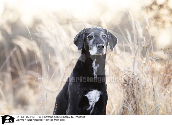 German-Shorthaired-Pointer-Mongrel / NP-02343