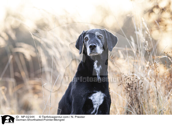 German-Shorthaired-Pointer-Mongrel / NP-02344
