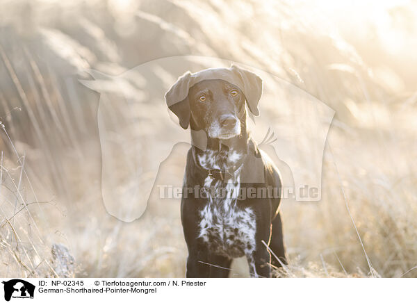 German-Shorthaired-Pointer-Mongrel / NP-02345