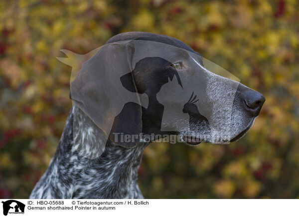 German shorthaired Pointer in autumn / HBO-05688
