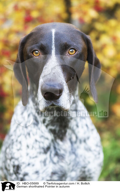 German shorthaired Pointer in autumn / HBO-05689