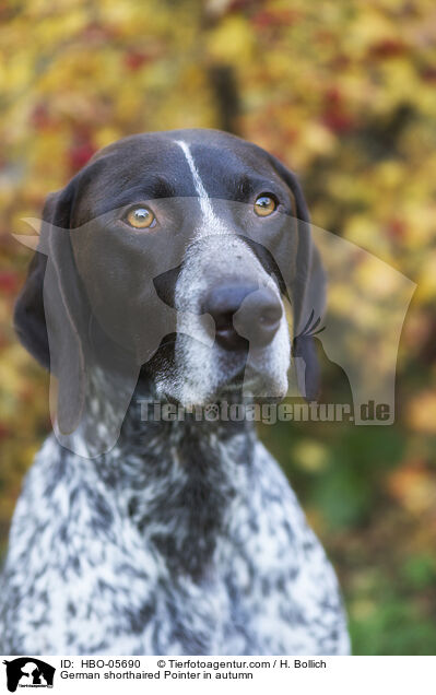 German shorthaired Pointer in autumn / HBO-05690