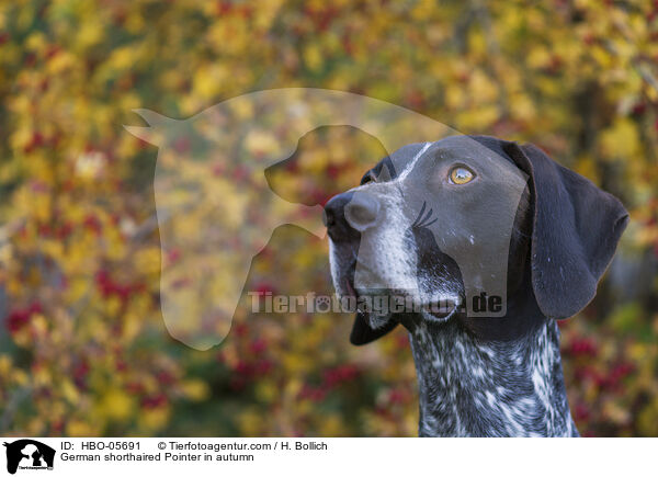 German shorthaired Pointer in autumn / HBO-05691