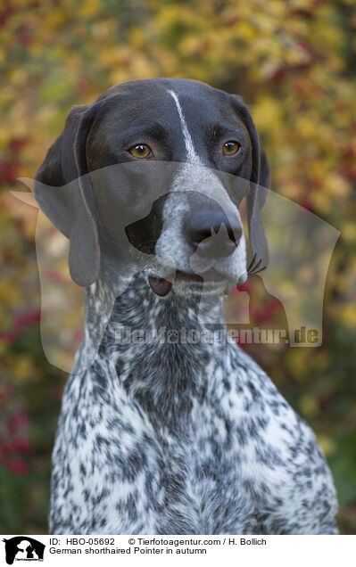 German shorthaired Pointer in autumn / HBO-05692