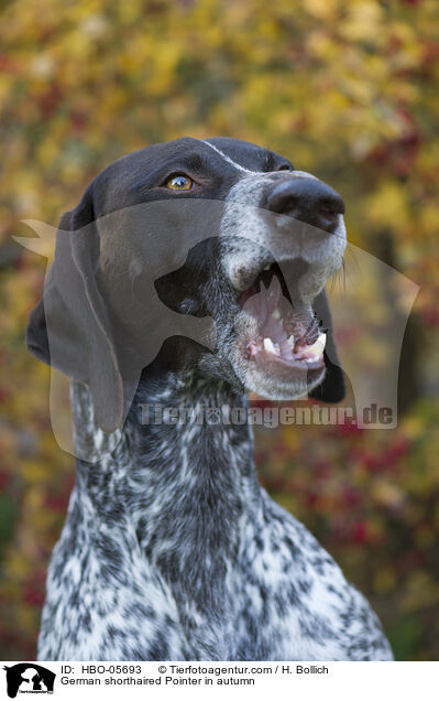 German shorthaired Pointer in autumn / HBO-05693