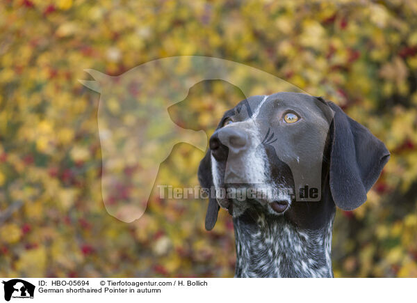 German shorthaired Pointer in autumn / HBO-05694