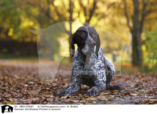 German shorthaired Pointer in autumn / HBO-05697