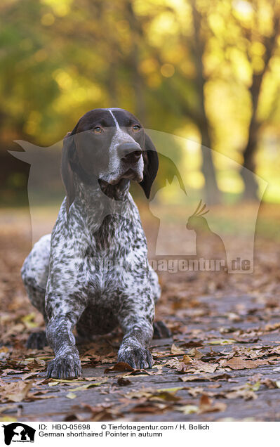 German shorthaired Pointer in autumn / HBO-05698