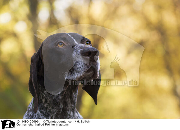 German shorthaired Pointer in autumn / HBO-05699
