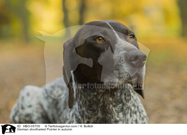 German shorthaired Pointer in autumn / HBO-05700