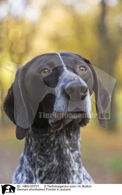 German shorthaired Pointer in autumn / HBO-05701