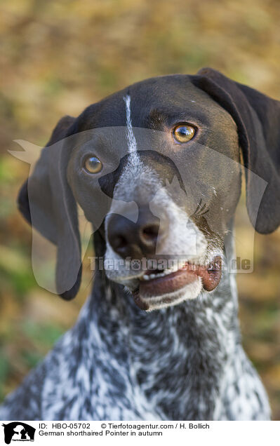 German shorthaired Pointer in autumn / HBO-05702