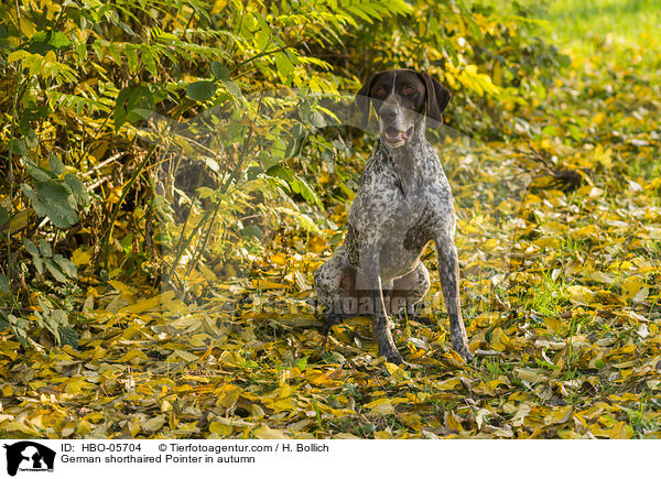 German shorthaired Pointer in autumn / HBO-05704