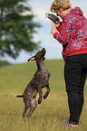 woman and young German shorthaired Pointer